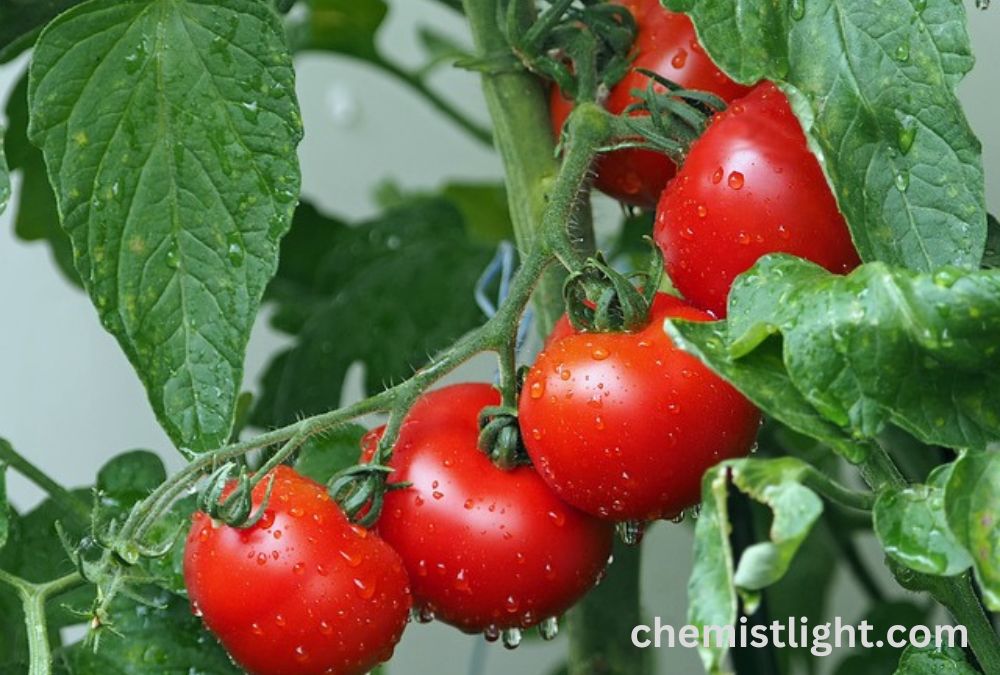 Do tomatoes contain nicotine? Yes, tomatoes contain small amounts of nicotine, with ripe tomatoes containing around 0.00001 mg of nicotine per gram[1][2][3][4]. Citations: [1] https://snusboss.com/nicotine/food-that-contains-nicotine/ [2] https://nicokick.com/us/pouch-perfect/surprising-foods-that-contain-nicotine [3] https://www.ncbi.nlm.nih.gov/pmc/articles/PMC4864980/ [4] https://www.nejm.org/doi/full/10.1056/NEJM199308053290619 [5] https://www.eurl-pesticides.eu/userfiles/file/EurlSRM/LAPRW2019_Poster_Nicotine.pdf