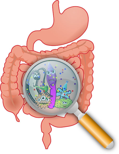 dietry fibre on stomach